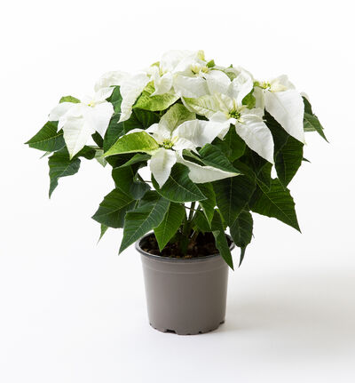 Hvit julestjerne medium Hvit julestjerne medium